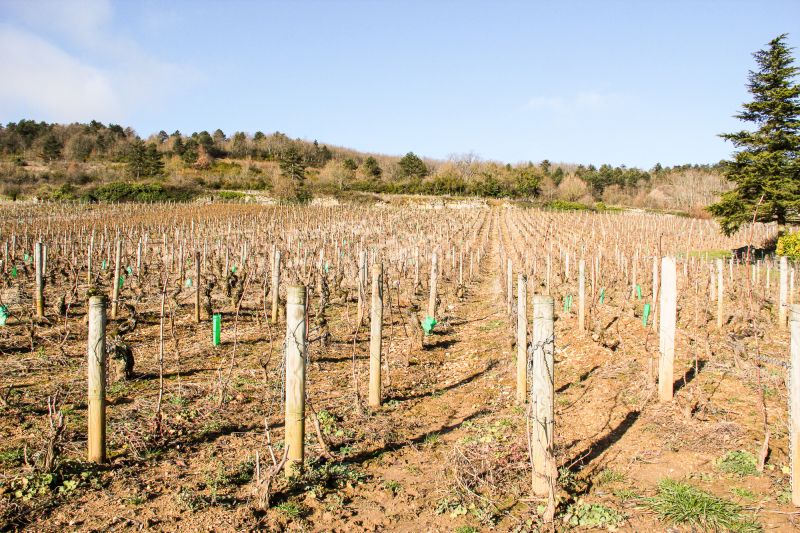 Weingut Domaine Guy Amiot et Fils