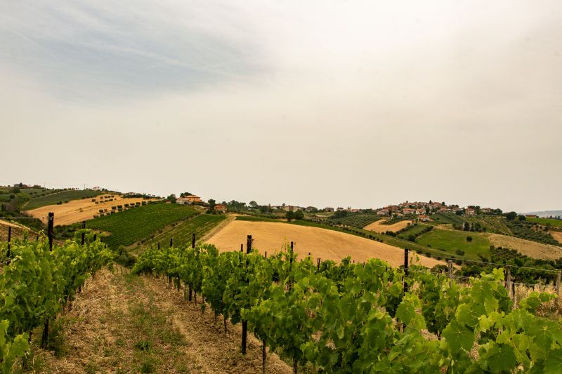Wein Abruzzen