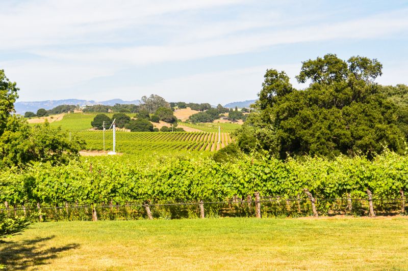 Weine Carneros
