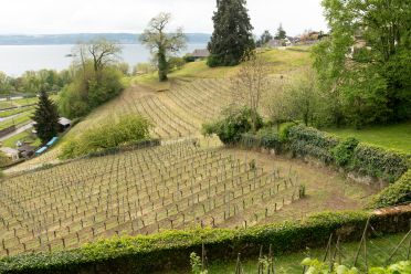 Weinregion Neuenburg