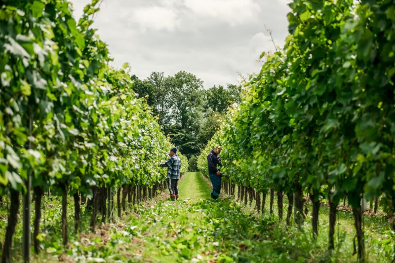 Weingut Gusbourne