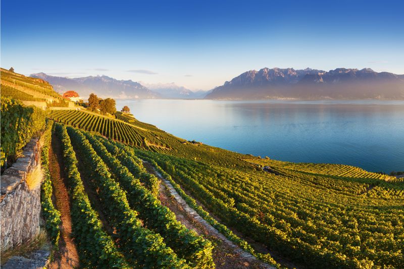 Weine Schweiz