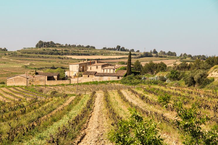 Weine aus der Region Cava