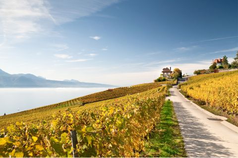Weine Lavaux