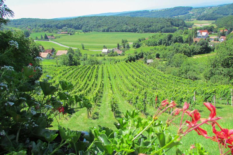 Wein Steiermark