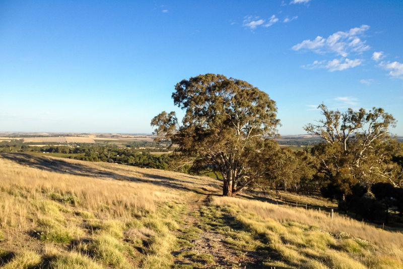 Weine aus der Region South Australia
