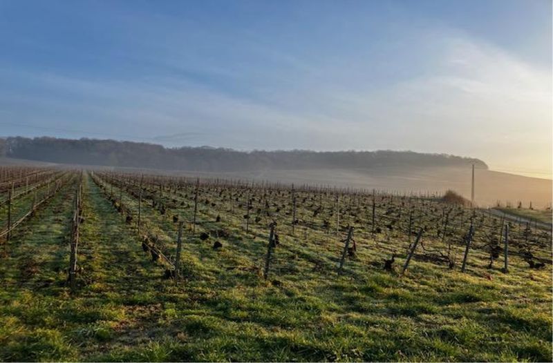 Weingut Champagne Ulysse Collin