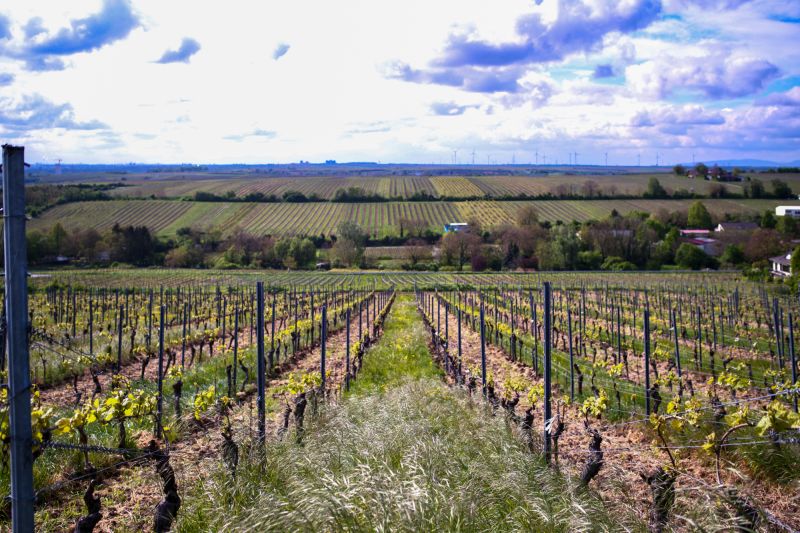 Weine Rheinhessen
