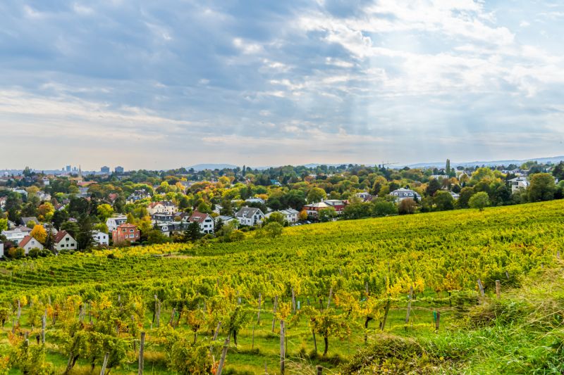Weine aus der Region Wien