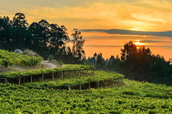 Weine aus der Region Rias Baixas