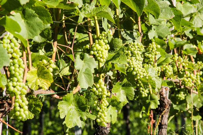 Weine Weingut Fromm