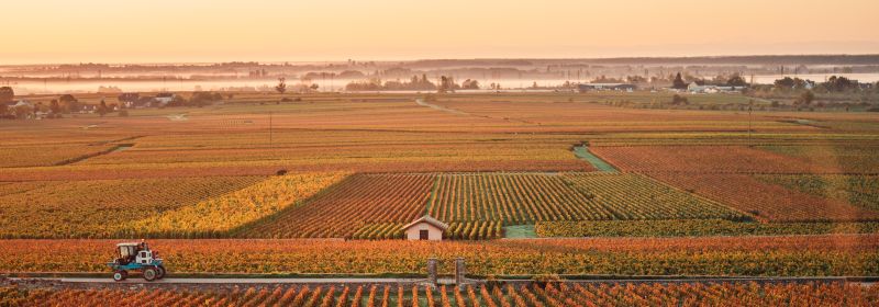 Martel AG - Vignoble des Cabottes