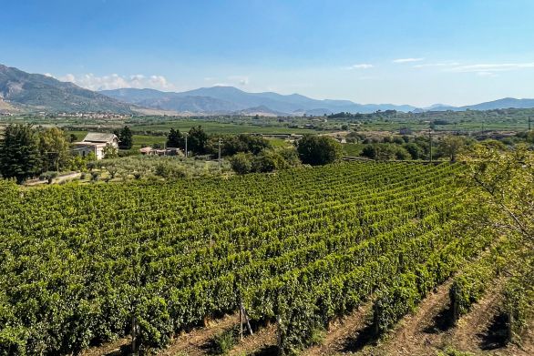Weine Etna