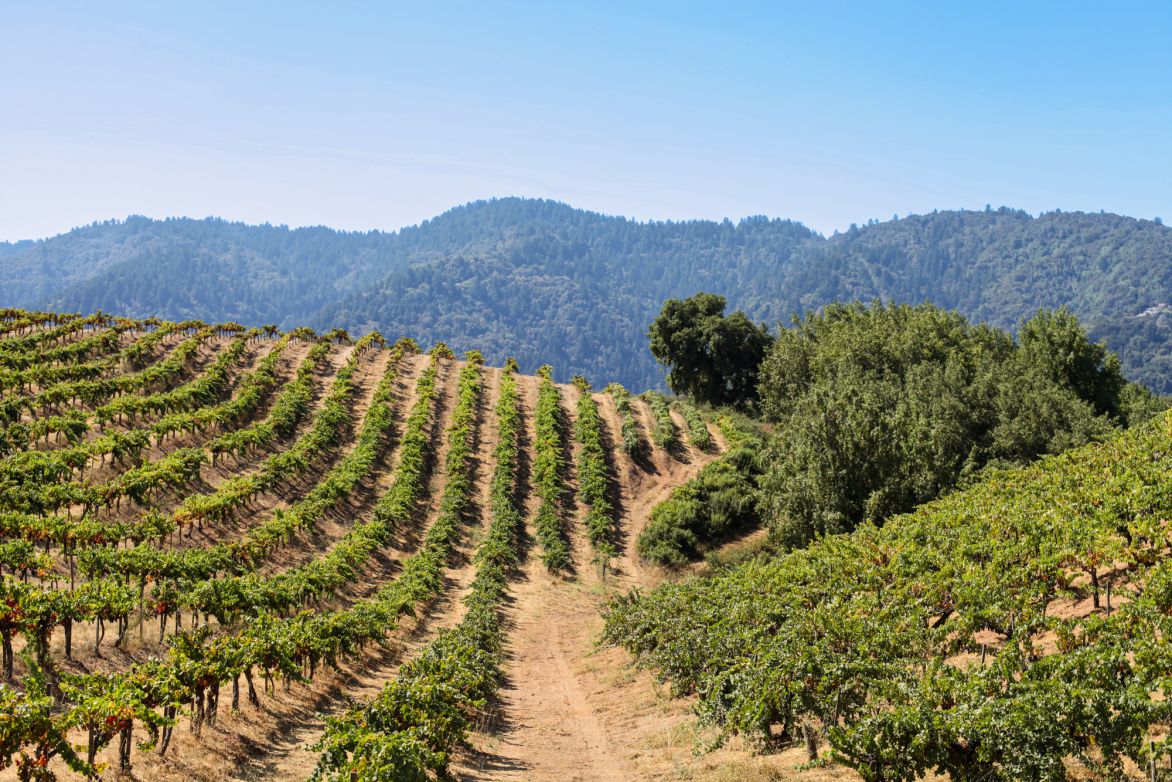 Weine Santa Cruz Mountains