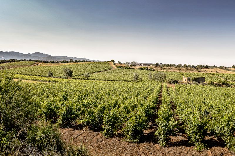 Wein Sardinien