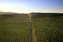 Weine aus der Region Rioja