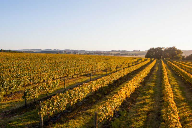 Weine Gippsland