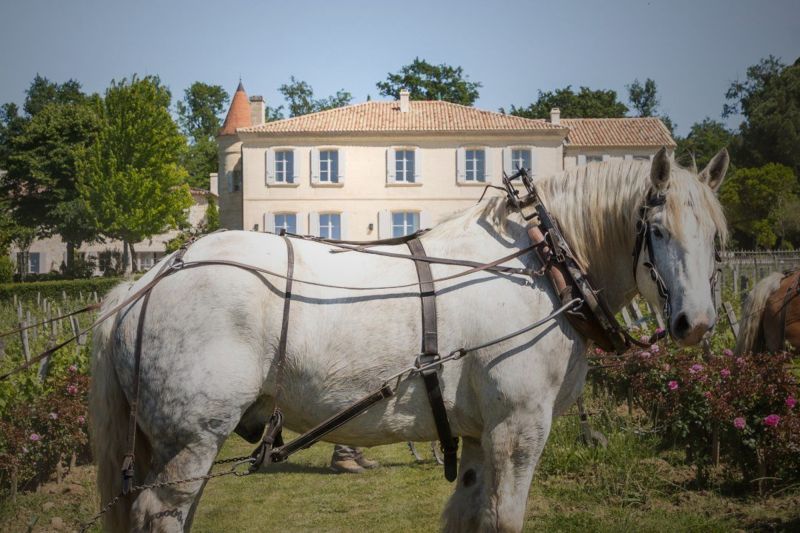 Weine Château Troplong-Mondot