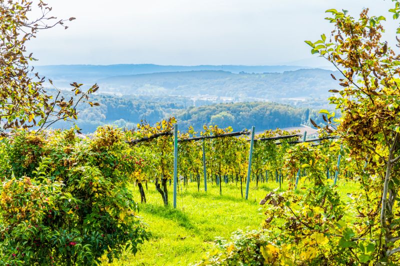 Weinregion Steiermark